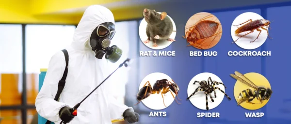 Pest Control Only in Gauteng